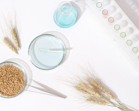 Barley,Grain,And,Barley,Ears,On,A,Laboratory,Table.,Testing