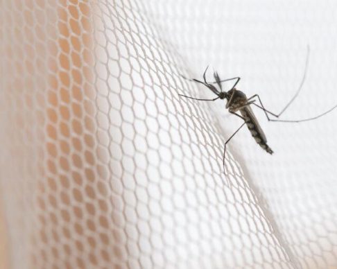 Mosquito,On,White,Mosquito,Wire,Mesh,net.mosquito,Disease,Is,Carrier,Of