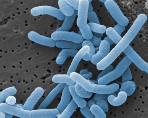 Lactobacillus_paracasei-2