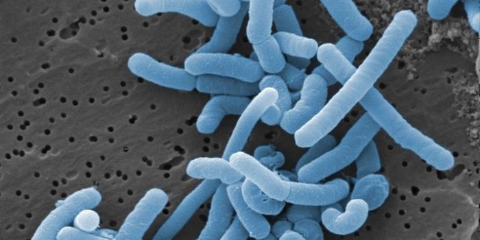 Lactobacillus_paracasei-2 Lactobacillus_paracasei-2