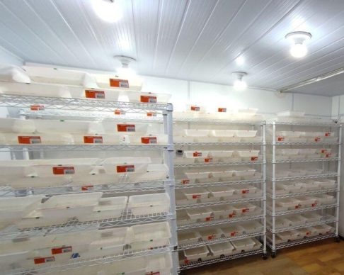 Malaria_JansenMedeiro-1-768x607