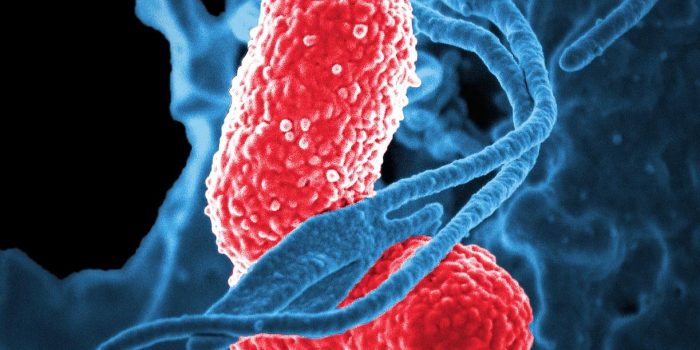bacteria-811861_1280 bacteria-811861_1280