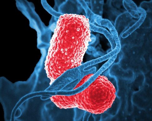 bacteria-811861_1280-768x804
